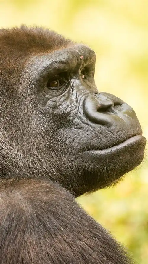 大猩猩回头看 iphone 壁纸
