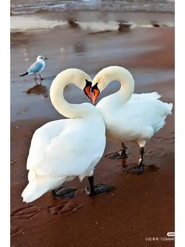 白天鹅成双成对