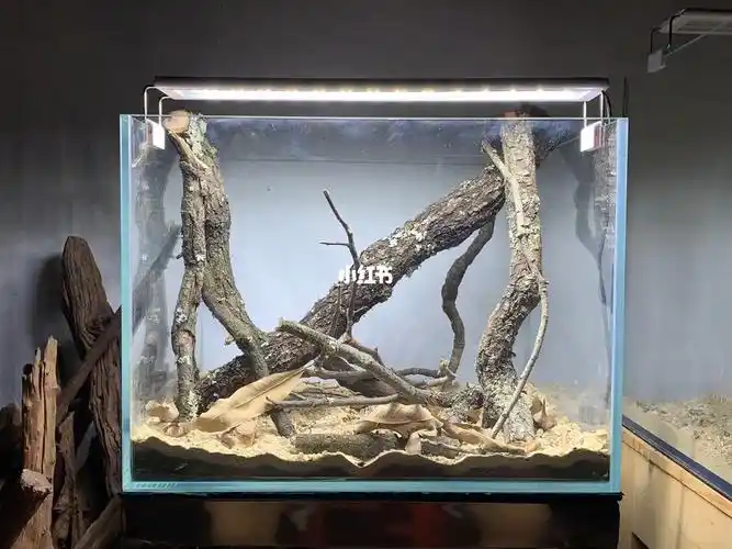 40缸体南美原生缸雷龙缸造景原生缸造景