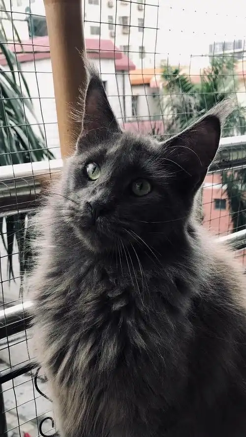 深圳缅因猫找新家