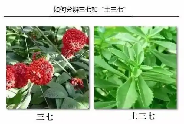 三七是保健品吗?