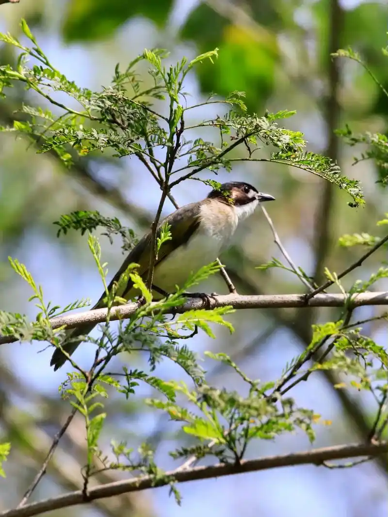黑头鹎 - 风清扬(儋州野生鸟类摄影) - 抖音