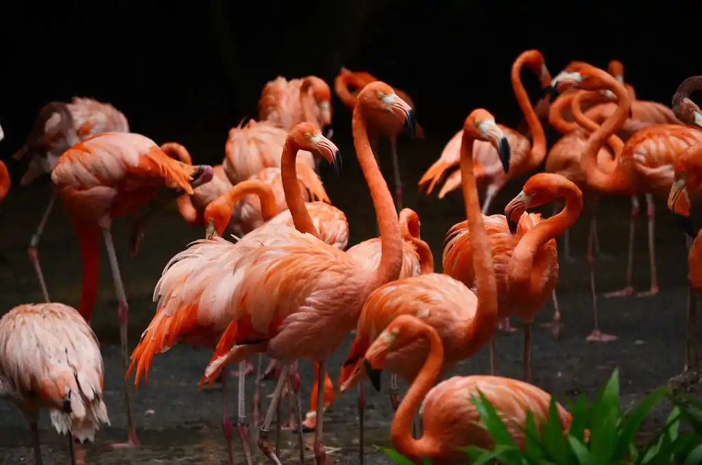 粉红色的火烈鸟,湖上的粉红色的火烈鸟