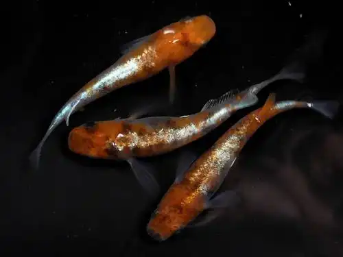 不二花园背青medaka锦鱂小型观赏鱼冷水鱼迷你锦鲤鱼