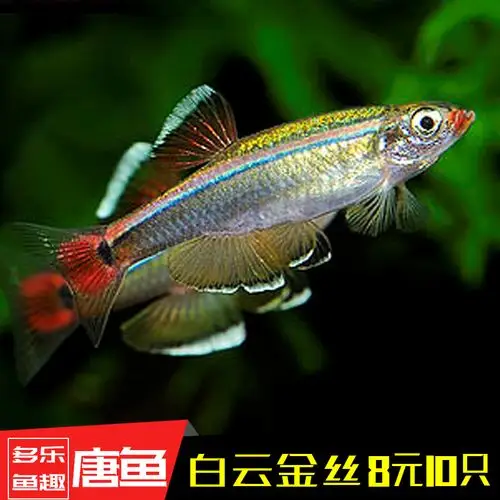 冷水鱼 小型_白云金丝鱼 小型观赏鱼大帆原生淡水草缸群游红尾冷水灯