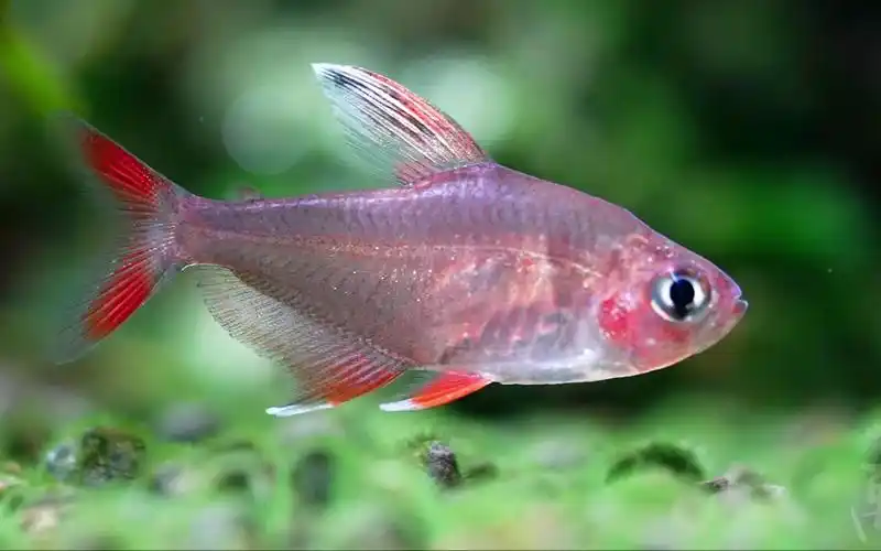 白翅玫瑰旗 (背鳍拉丝不知道被哪个天杀的啃了)