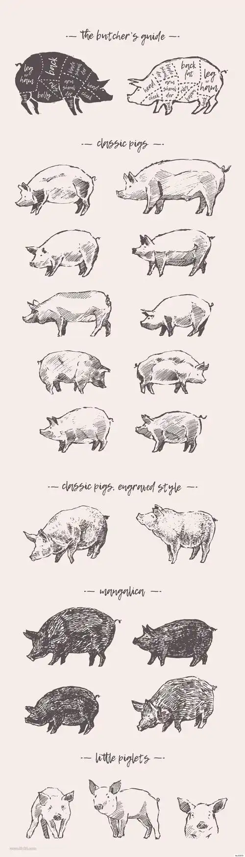 钢笔素描猪图形png,ai,jpg,eps