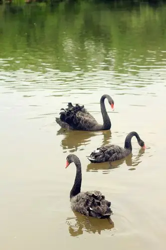 空气好,深呼吸~是黑天鹅吗,腔调有点的