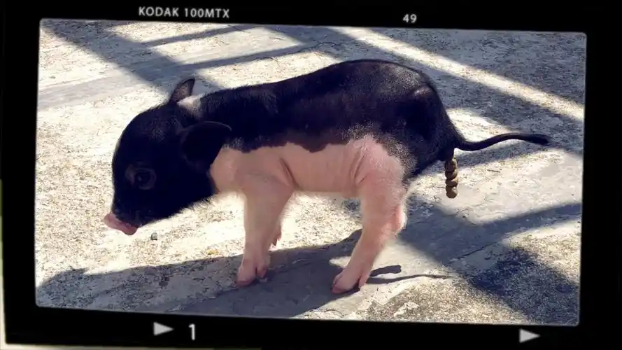 猪弟拉屎屎的蜜汁姿势