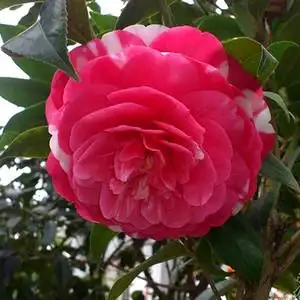 花鹤翎 华东十大名茶福建龙岩茶花客厅阳台窗台花园绿植花卉