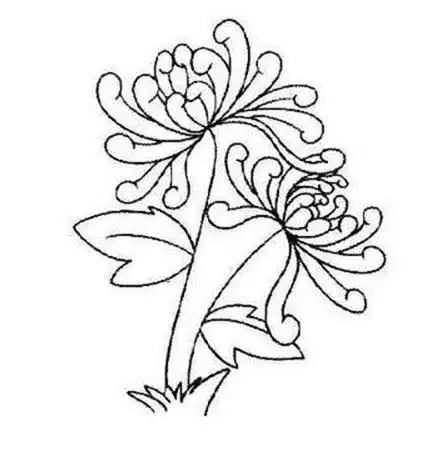 怎样画菊花的简笔画