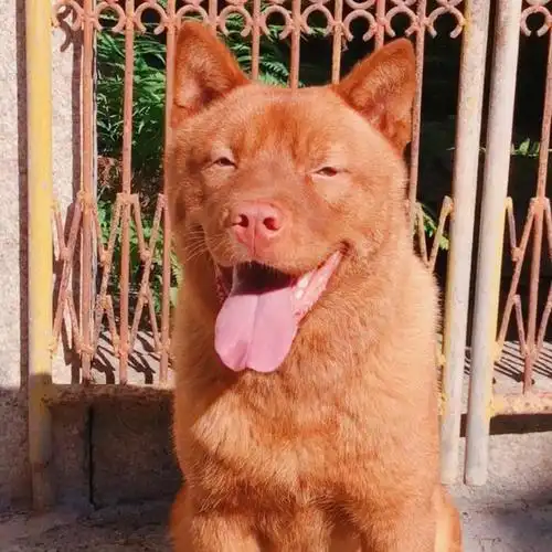 揭西县潮汕红精品土狗培养