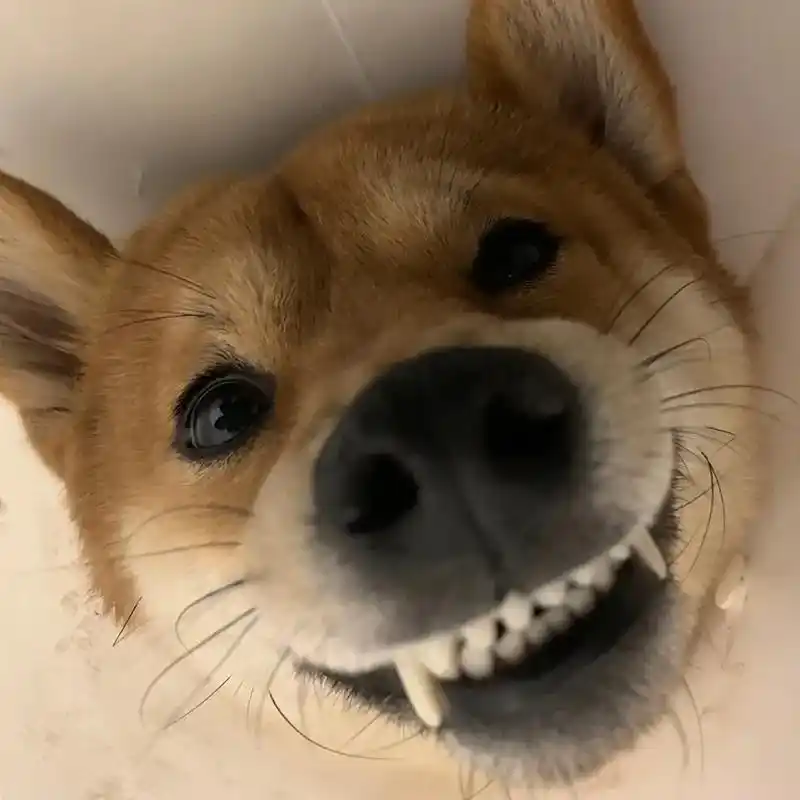这狗怎么这么爱显摆自己的牙齿 #抖音图文来了 #柴犬表情包  - 抖音
