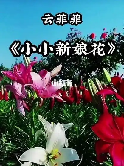 小小新娘花美丽的神话