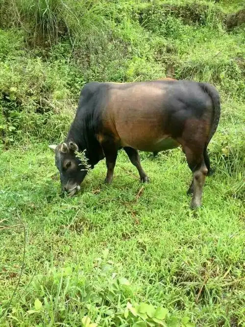 健康,绿色,美味. 绿色热线:13702666976
