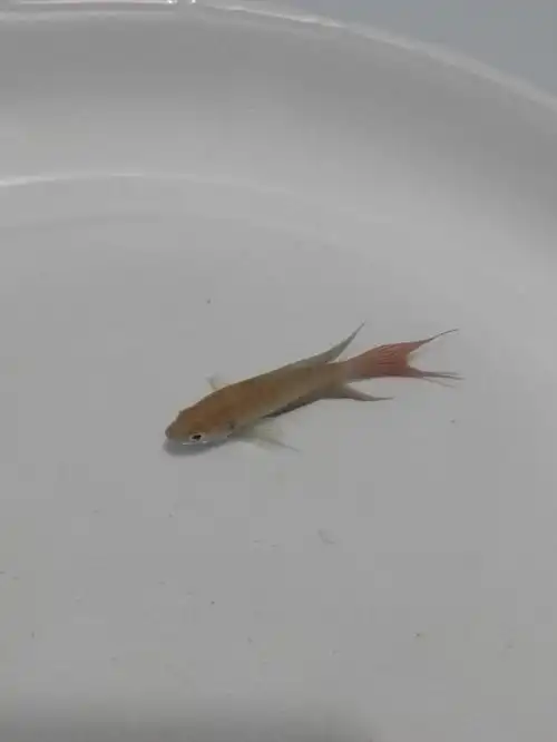 乡间小河扑到的小野鱼,很漂亮,尾巴长长的有分叉,胸鳍像小扇子扑腾