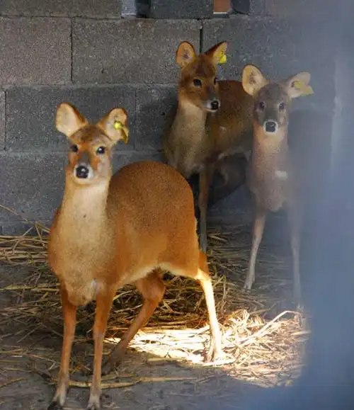 p>原麝(学名: i>moschus moschiferus /i>),俗称香獐子,是麝科,麝属