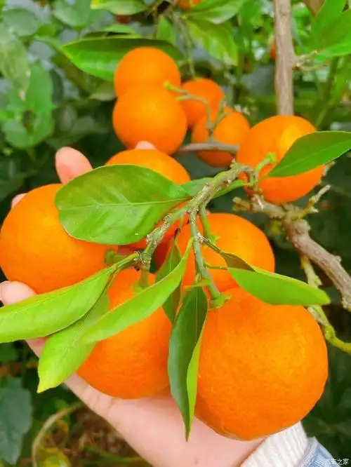 【图】摘橘子,大吉大利_湖南论坛_汽车之家论坛