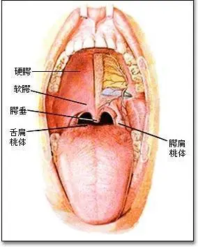 人体的口腔里的小舌长什么样,能不能给我发张图片让我看一看,急需知道