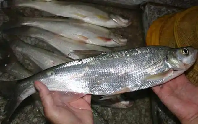 翘嘴鱼叫什么名字