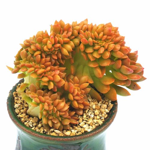 缀化多肉植物玫瑰法师一物一拍稀有老桩大颗好养根壮好养超好养肉