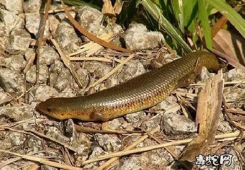 蜥蜴种类石龙子科品种大全图文解说