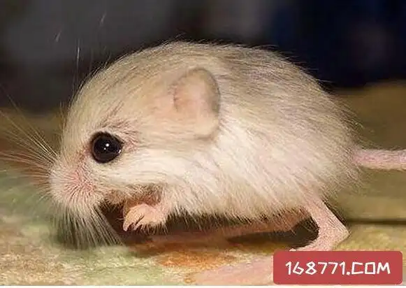 世界最小跳鼠有一只世界最小跳鼠横空出世