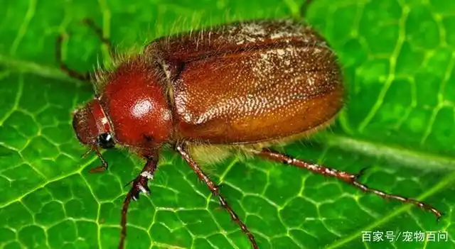 鳃金龟,别名东方金龟子,属于鞘翅目,鳃金龟科,喜欢吃一些树枝的叶片.