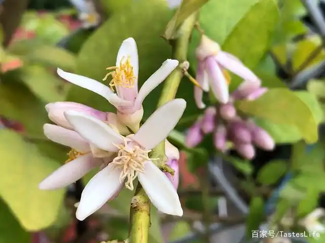 香水柠檬花