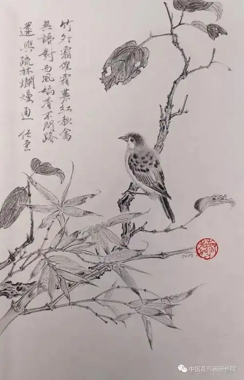 国画名家素描作品之"花鸟篇"