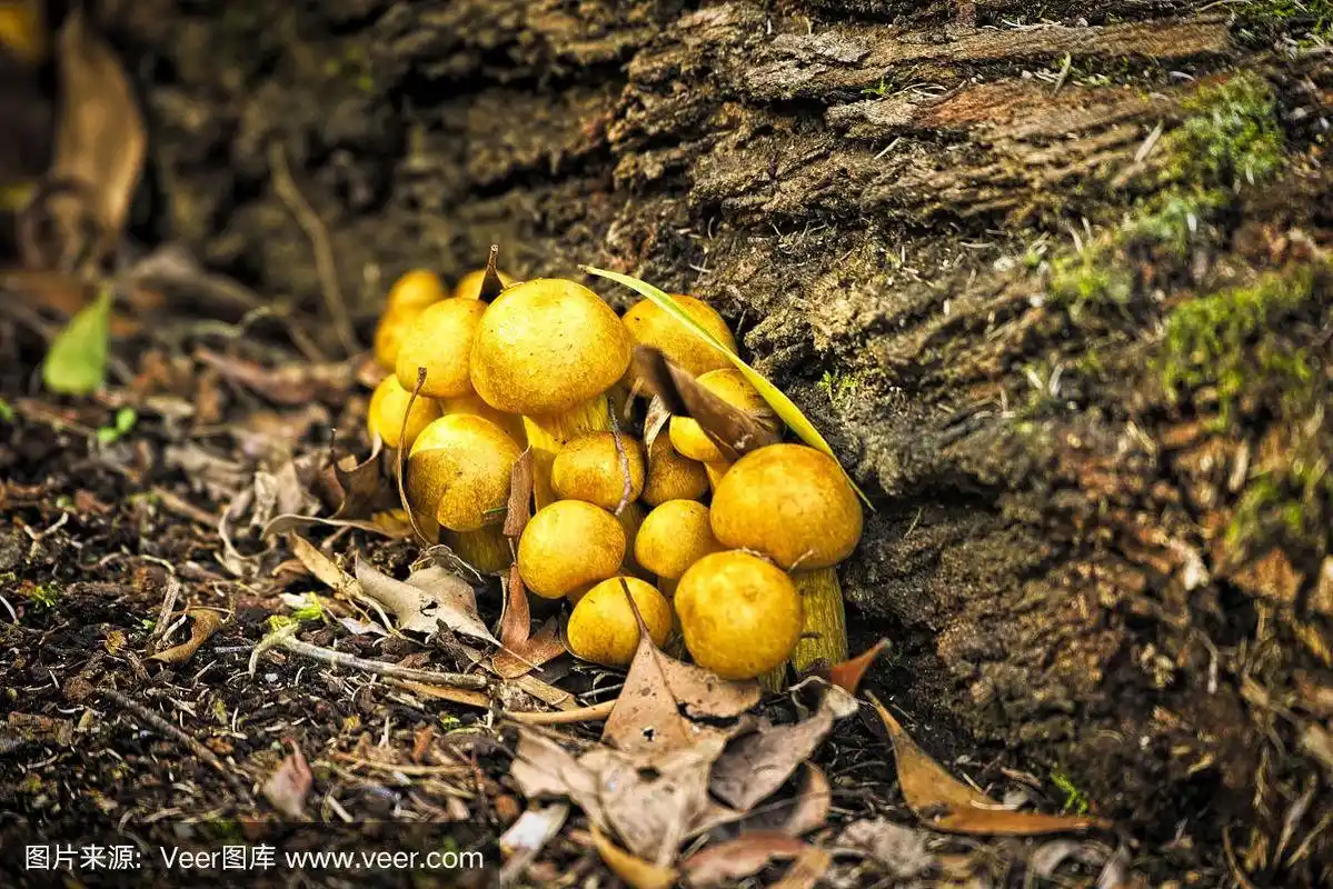 黄色的蘑菇