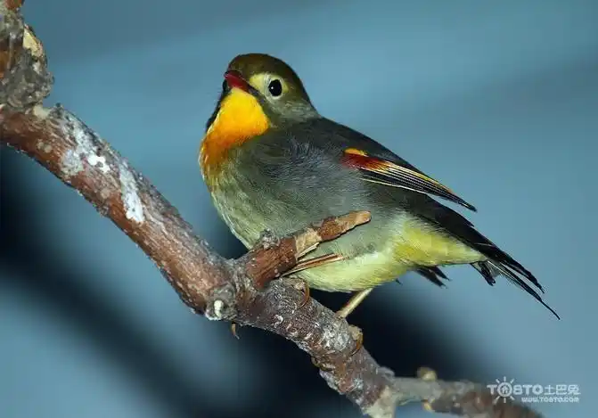 百灵鸟图片大全 百灵鸟的饲养 / 乐房网