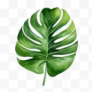 免抠元素夏威夷叶剪贴画在白色背景卡通上风格化绿色龟背竹叶 向量