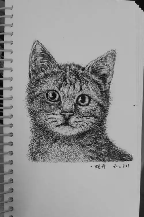 一只猫|纯艺术|绘画|文小骁 - 原创作品 - 站酷 (zcool)