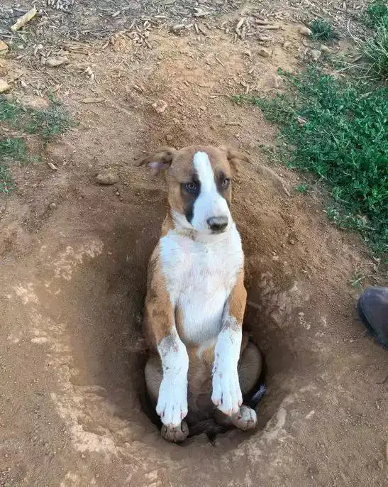 宠物搞笑这只狗狗真的挖了个坑把自己埋了