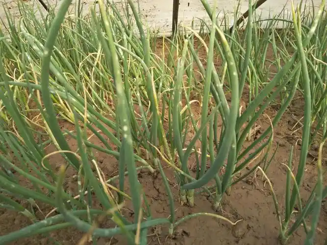 洋葱苗叶出现白点,是什么病,怎样治