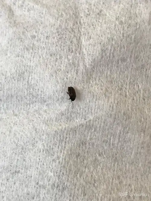 家里发现芝麻大小黑褐色硬壳虫子不知道什么虫子
