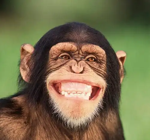 你是哪只鸡一扫便知动物也能面部识别了