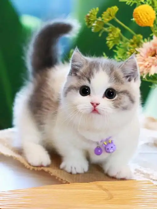 蓝白矮脚猫 年画宝宝 曼基康短腿猫 宠物猫