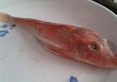 红头鱼是深海鱼吗,红头鱼是什么海域的鱼