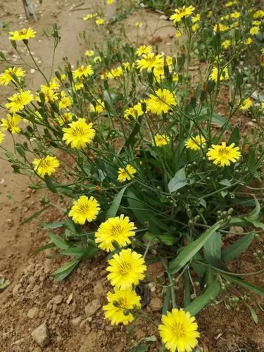 苦菜花的花语和寓意