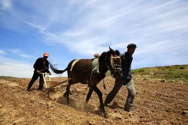 面朝黄土背朝天,农民最辛苦的那些瞬间