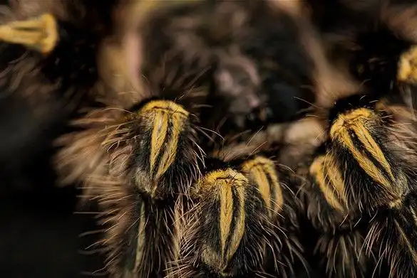 金直间宠物巴西巨人金直间宠物蜘蛛活体新手入门温顺好养15厘米巴西