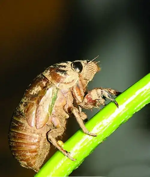 金蝉 写美篇姓名:张凯文 班级:1611班 后来,我在网上查了,原来知了猴