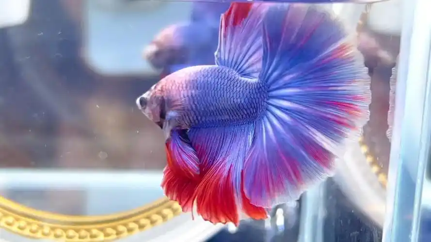 泰国斗鱼马尾狮王半月母斗鱼观赏鱼热带鱼活体宠物鱼缸淡水鱼糖果荧