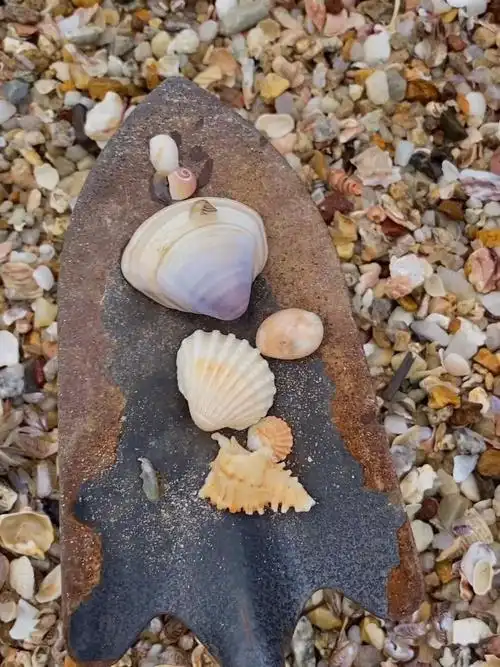 退潮后搁浅在沙滩上的海螺贝壳捡起来超容易