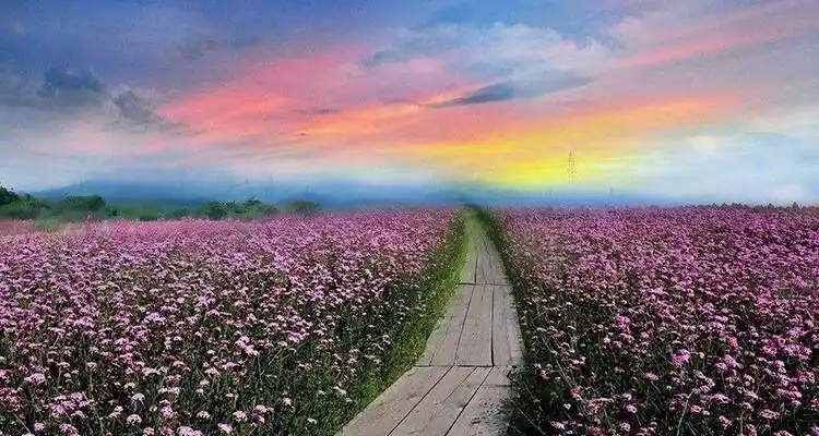 大理花海……献上美景与花香.