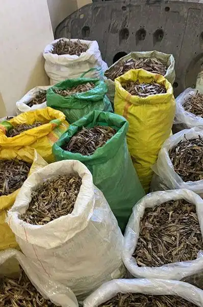 宗江蚯蚓机散件批发-***地龙收购价格电话