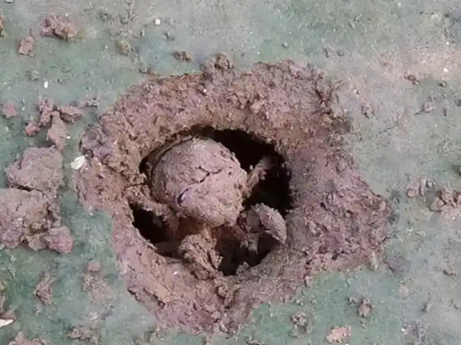 一晚上能逮100只的知了猴在北方人的油锅里有多迷人