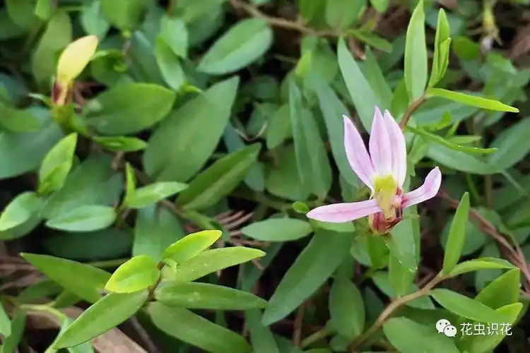 半边莲(桔梗科 半边莲属)